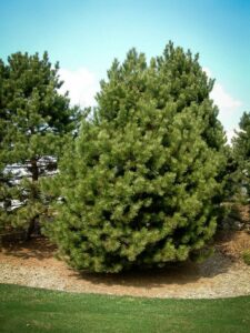 Сосна Чёрная (Pinus Nigra) купить по цене от 270.00р. в интернет-магазине «Посадика» с доставкой почтой в в Аргуне и по всей России – [изображение №1].