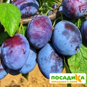 Слива Чачакская ранняя купить по цене от 229.00р. в интернет-магазине «Посадика» с доставкой почтой в в Аргуне и по всей России – [изображение №1].