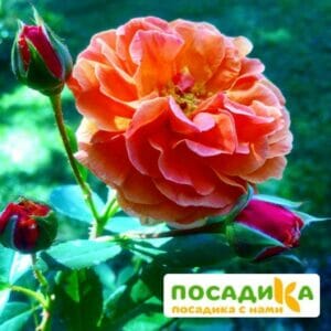 Роза Арабия купить по цене от 350.00р. в интернет-магазине «Посадика» с доставкой почтой в в Аргуне и по всей России – [изображение №1].