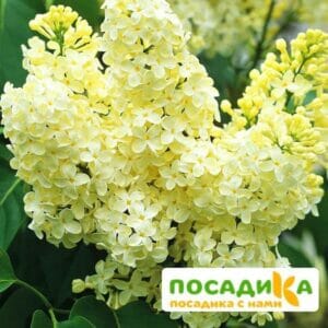 Сирень Примроуз (Primrose) купить по цене от 529.00р. в интернет-магазине «Посадика» с доставкой почтой в в Аргуне и по всей России – [изображение №1].