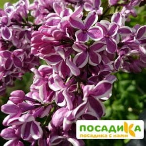 Сирень Сенсация купить по цене от 529.00р. в интернет-магазине «Посадика» с доставкой почтой в в Аргуне и по всей России – [изображение №1].