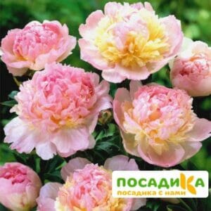 Пион Распберри Сандей (Paeonia Raspberry Sundae) купить по цене от 959р. в интернет-магазине «Посадика» с доставкой почтой в в Аргуне и по всей России – [изображение №1].