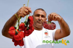 Клубника Гигант Джорнея купить по цене от 266р. в интернет-магазине «Посадика» с доставкой почтой в в Аргуне и по всей России – [изображение №1].