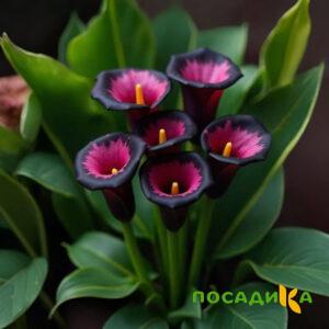 Калла Аура Лейс купить по цене от 400р. в интернет-магазине «Посадика» с доставкой почтой в в Аргуне и по всей России – [изображение №1].