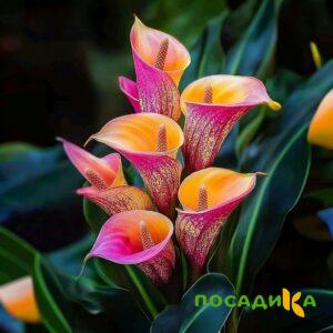 Калла Оникс купить по цене от 450р. в интернет-магазине «Посадика» с доставкой почтой в в Аргуне и по всей России – [изображение №1].