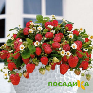 Клубника Рубиновый Шепот (горшечная) купить по цене от 240р. в интернет-магазине «Посадика» с доставкой почтой в в Аргуне и по всей России – [изображение №1].