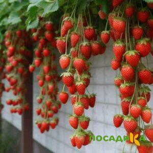 Клубника вьющаяся Комплимент купить по цене от 470р. в интернет-магазине «Посадика» с доставкой почтой в в Аргуне и по всей России – [изображение №1].