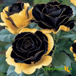 Роза Ханни Сикл купить по цене от 700р. в интернет-магазине «Посадика» с доставкой почтой в в Аргуне и по всей России – [изображение №1].