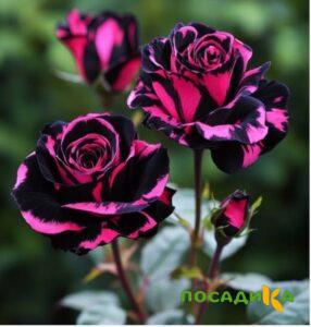 Роза Багровый Шепот купить по цене от 366р. в интернет-магазине «Посадика» с доставкой почтой в в Аргуне и по всей России – [изображение №1].